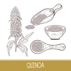 Wall Mural - Quinoa. Plant. Spoon, bowl with seeds. Sketch. Set.