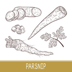 Wall Mural - Parsnip. Vegetable. Root, sheet, piece. Set. Sketch. Monophonic. On a white background.