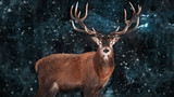 Fototapeta Zwierzęta -  Noble deer male in a snowy forest. Natural winter image. Winter wonderland.