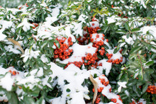 Shrub With Orange Berries Covered With Snow..Pyracantha Angustifolia Is Originally From China. It Is A Beautiful, Evergreen Shrub With Thorny Branches.
