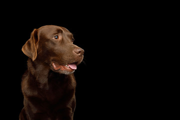 Funny Portrait of Happy Labrador retriever dog Looking up on isolated black background, front view