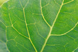 © grooveriderz - Close up Chinese Kale planted in garden.