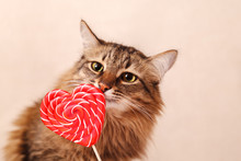 Valentine's Day Background. Beautiful Fluffy Cat Sniffs A Heart-shaped Lollipop On A Beige Background, Close-up. Greeting Card.