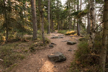 Wall Mural - Forest path in the needles.