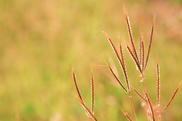 Wall Mural - Swollen finger grass (Chloris barbata) with blurry green grass and sunlight background , copy space.