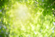 © Fahkamram - Nature of green leaf in garden at summer. Natural green leaves plants using as spring background cover page greenery environment ecology wallpaper