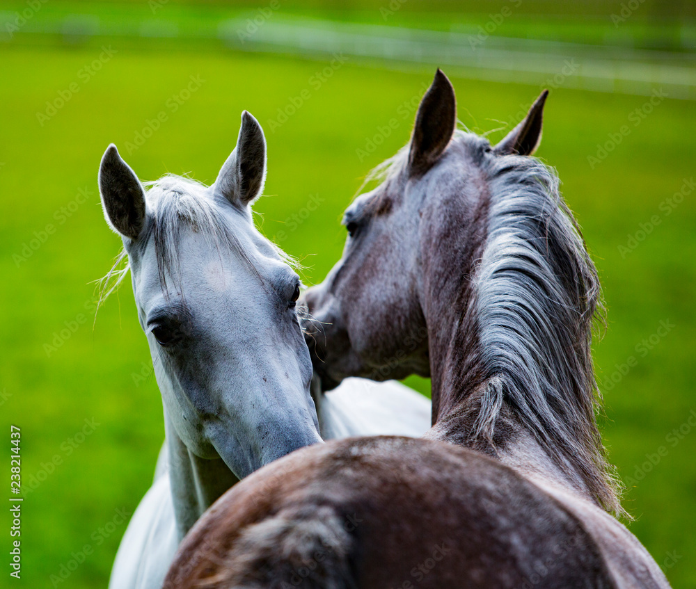 konie Arabskie, Arabian horses in dynamics, obrazy, fototapety, plakaty -  BajeczneObrazy.pl