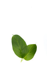 Poster - Leaf Gymnema sylvestre Close up