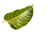 Leaf Wild cinchona Close up