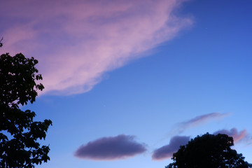 silhouettes of trees on the background of colorful sky at sunset.