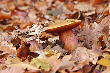 Poster - Flockenstieliger Hexen-Roehrling - dotted stem bolete in forest