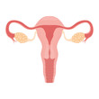 Human anatomy Female reproductive system, female reproductive organs. Organs location scheme uterus, cervix, ovary, fallopian tube icon. Vector illustration.