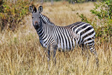 Fototapeta Sawanna - Zebra wildlife in Afrika
