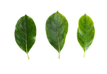 Wall Mural - Leaf Jackfruit Close up