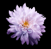 Chrysanthemum Light Purple. Flower On  Isolated  Black  Background With Clipping Path Without Shadows. Close-up. For Design. Nature.