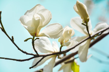 Wall Mural - Blooming white magnolia tree in the spring on sky background. Selective focus