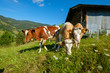 © Anton Gvozdikov - Small herd of cows graze in the Alpine meadow in Switzerland