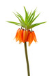 Blooming orange crown imperial flower head isolated on a white background.