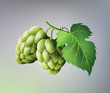 vector realistic beer green hop cones, leaves with stem. Isolated illustration on a color background. Popular alcohol drink, brewery industry floral symbol