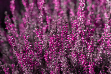 Evergreen Pink Heather Blossoms