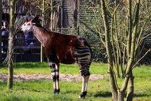 Okapi In Zoo