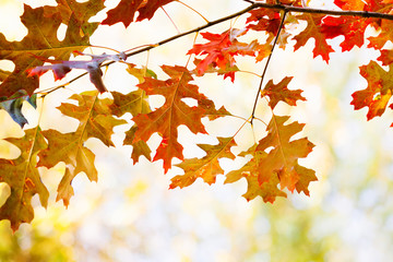 Wall Mural - autumn landscape in park beautiful red yellow orange leaves. shallow depth of field, soft focus phot
