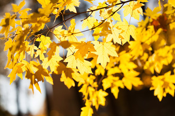 Wall Mural - autumn landscape in park beautiful yellow maple leaves. shallow depth of field, soft focus photo