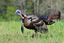 Gobbling Wild Turkey In Smoky Mountains Of Tennessee