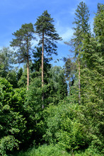 High Pines With Thick Green Undergrowth On The Background Of Blue Sky And Clouds
