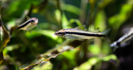 Aquarium scene with two Crossocheilus siamensis Sae algae eater fishes, freshwater tank landscape, close-up photo, selective focus.