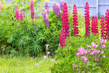 Sticker - flowers lupines flowering on a flower bed in a garden