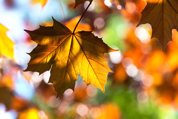 Wall Mural - Maple tree leaf macro view. Selective focus