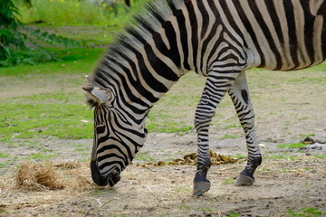 zebra, close up portrait