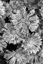 Black - White Texture Of Chrysanthemum Flowers. Monochrome