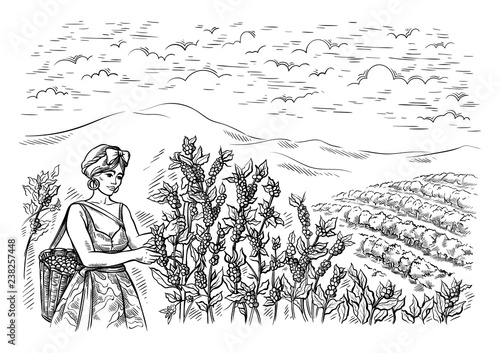 Coffee Plantation Illustration - Illustration of Many Recent Choices