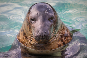 Seal portrait