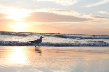 Wall Mural - gull's sunset