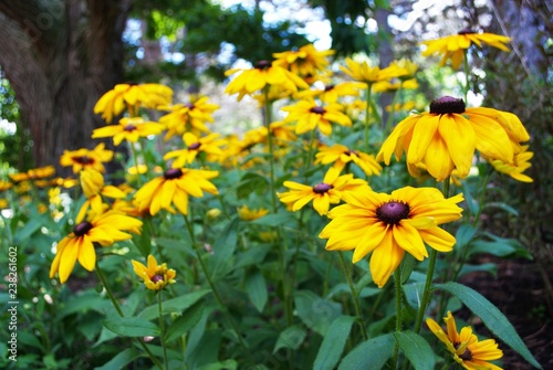 Fotografering Close up of a black eyed susan in the garden