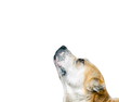 Central Asian Shepherd Dog. Alabai portrait looking up