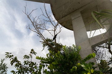 tree in front of building