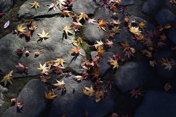 Sticker - A view of the autumn natural park in Japan