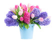 Bunch of hyacinth blue and pink fresh flowers in blue pot isolated on white background