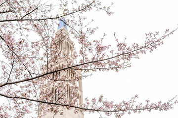 Wall Mural - washington dc, usa basilica church building tower background in capital city, isolated closeup of co