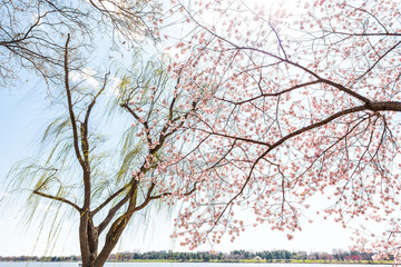 Wall Mural - washington dc, usa cherry blossom sakura tree branch, willow trees in spring with potomac river, nat