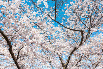 Wall Mural - looking up at white fluffy cherry blossom sakura trees isolated against sky perspective with pink fl