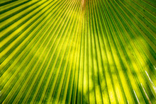 Green Fan Palm Leaf