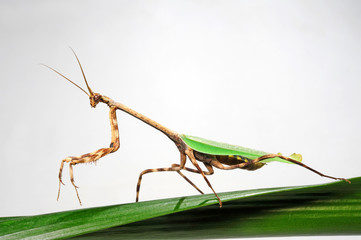 Poster - Einhorn-Mantis (Phyllovates chlorophaea) - Texas unicorn mantis