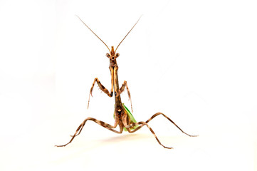 Poster - Einhorn-Mantis (Phyllovates chlorophaea) - Texas unicorn mantis