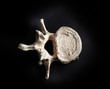 Vertebra human bone close up isolated on black background