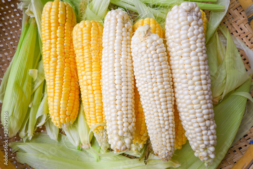 Hokkaido Pure White Corn And Yellow Corn Product Of Thailand Stock Photo Adobe Stock
